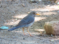 Turdus smithi