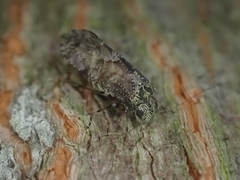 Nimbopsocus australis