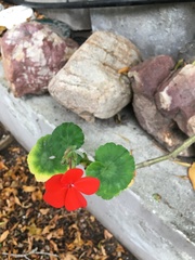 Pelargonium × hybridum