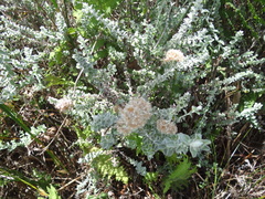 Plecostachys serpyllifolia