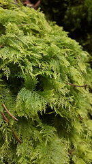 Thuidium tamariscinum