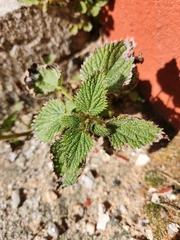 Urtica membranacea
