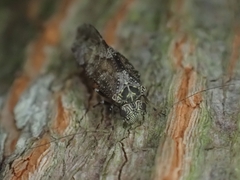 Nimbopsocus australis
