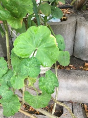 Pelargonium × hybridum
