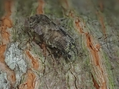 Nimbopsocus australis