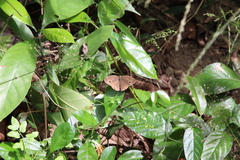 Satyrinae