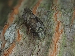 Nimbopsocus australis
