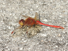 Sympetrum striolatum imitoides