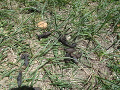 Hystrix africaeaustralis