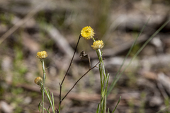 Coronidium scorpioides