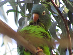 Thectocercus acuticaudatus