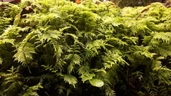 Thuidium tamariscinum