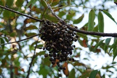 Toxicodendron succedaneum