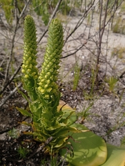 Pterygodium bicolorum