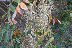 Rhus chinensis