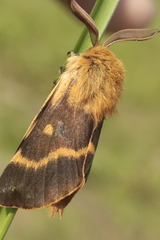 Lemonia dumi