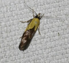 Eulechria clytophanes