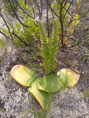 Pterygodium bicolorum