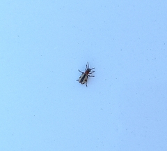 Crioceris paracenthesis