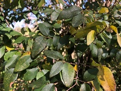 Bridelia leichhardtii