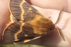Lemonia dumi