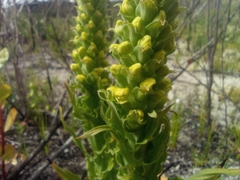 Pterygodium bicolorum