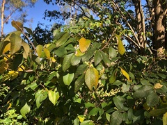 Bridelia leichhardtii