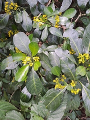 Psychotria capensis