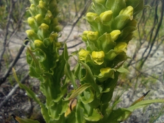 Pterygodium bicolorum