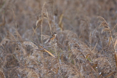 Panurus biarmicus