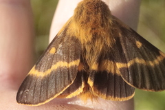 Lemonia dumi