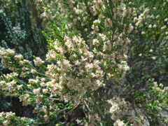 Passerina corymbosa