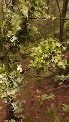 Tuckermanopsis chlorophylla