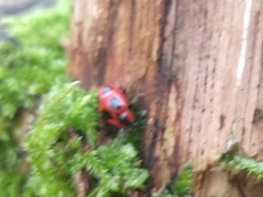 Endomychus coccineus