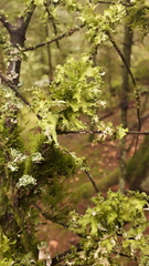 Tuckermanopsis chlorophylla