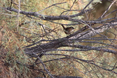 Acrocephalus melanopogon