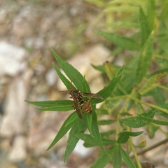 Polistes mandarinus