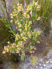 Passerina corymbosa