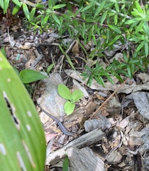 Lampropholis delicata