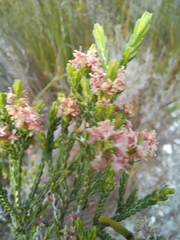 Passerina corymbosa