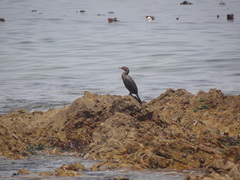 Microcarbo coronatus