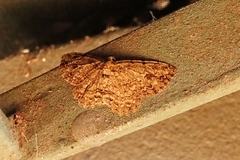 Ectropis bispinaria