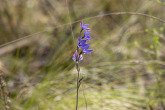 Thelymitra ixioides