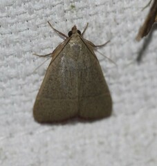 Hypsopygia albidalis