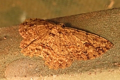 Ectropis bispinaria