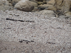 Charadrius marginatus marginatus