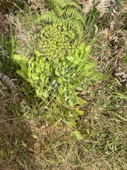 Notobubon galbanum