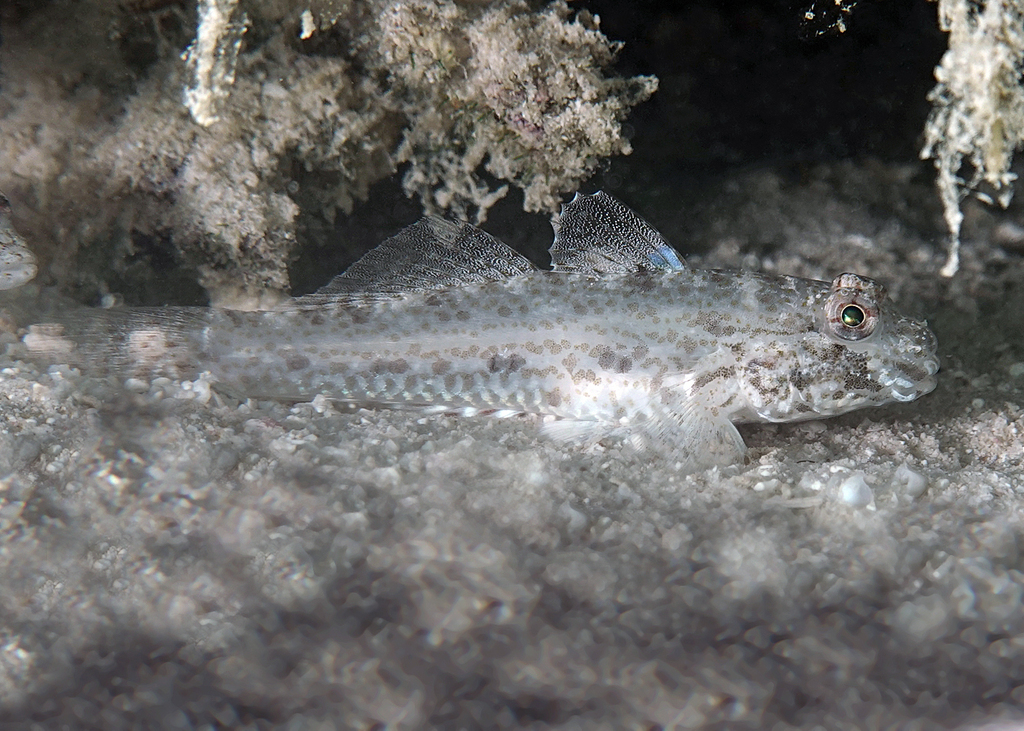 Largetooth Goby