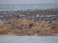 Phalacrocorax carbo lucidus