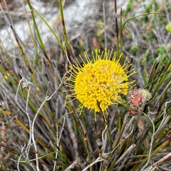 Leucospermum prostratum